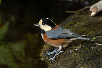 喉を潤すヤマガラ