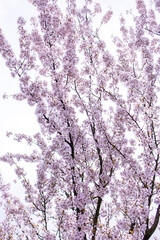 Sakura. Pink cherry blossom. Cherry blossom in spring.  Floral background. Gentle pink color. Spring flowering tree
