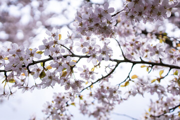 Fototapeta premium Pink cherry blossom. Floral background. Gentle pink color. Spring flowering tree