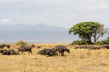 Portrait of a Marabou (Leptoptilos crumeniferus) in the wild in the Serengeti