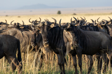 Scenic view of an open field full of wildebeests seen in the serengeti, Tanzania