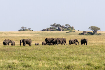 A herd of elephants in the wild in the Serengeti, Tanzania, Africa