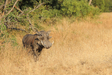 Fototapeta premium Warzenschwein / Warthog / Phacochoerus africanus