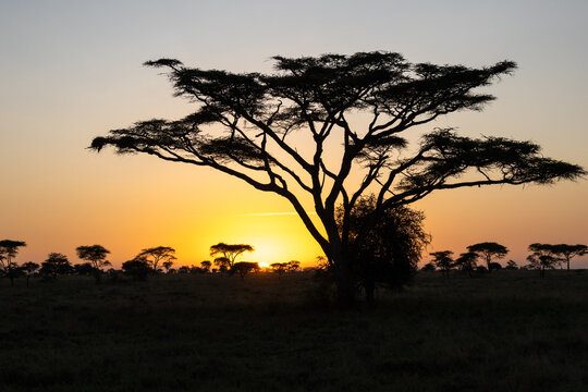 Sunrise behind acacia trees in Serengeti, Tanzania