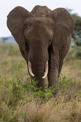 An elephant bull on the plains of the Serengeti National Park in Tanzania