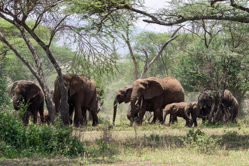 Herd of elephants under trees in Africa, Serengeti National Park under trees