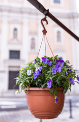 Flowers in a pot. Violets