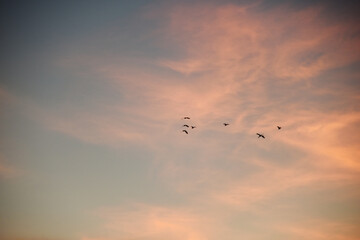 夕焼けに飛ぶ鳥の群れのシルエット　青　オレンジ　グラデーション　空　風景　鳥　