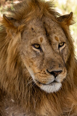 Close-up of a male lion, Tanzania, Africa