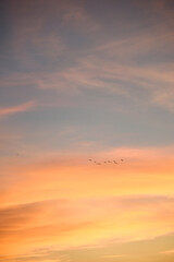 夕焼けに飛ぶ鳥の群れのシルエット　青　オレンジ　グラデーション　空　風景　鳥　