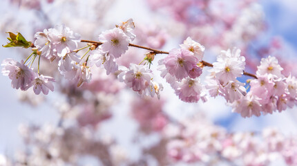 Cherry blossom in spring. Sakura. Floral background. Gentle pink color. Spring flowering tree