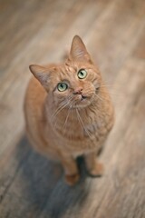 Cute red cat on the floor looks straight up at the camera.	Vertical image with selective focus. 
