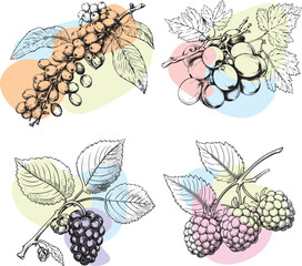 berry mix, set of graphic drawings of berries
