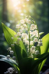 Fototapeten Lilies of the valley in morning sun in the forest sunlight © neirfy