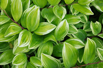 A group of Polygonatum odoratum plants
