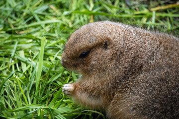 Tokyo, Japan, 31 October 2023 : Close-up of a prairie dog in grass.