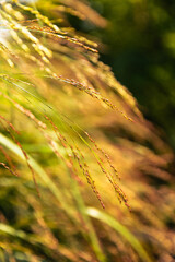 Brown seed and plants with warm light