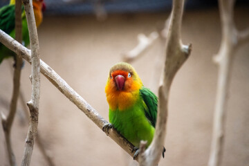 Tokyo, Japan, 31 October 2023: Colorful lovebird perched on a branch in a zoo enclosure.