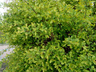 green leaves background