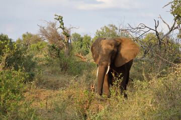 Afrikanischer Elefant / African elephant / Loxodonta africana