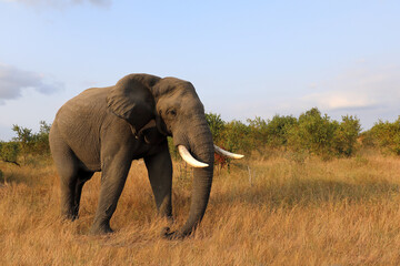 Fototapeta premium Afrikanischer Elefant / African elephant / Loxodonta africana