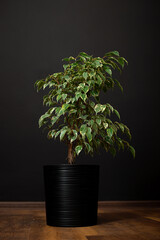 Ficus benjamina in pot. Houseplant weeping fig, benjamin fig, ficus tree - obrazy, fototapety, plakaty