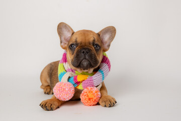 A cute funny French bulldog puppy in a knitted hat and scarf sits on a white background