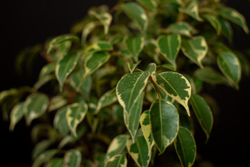 Variegated foliage of a Weeping Fig. Ficus benjamina