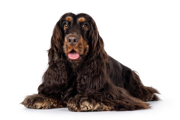Adult choc and tan Cocker Spaniel dog, laying down facing front. Looking towards camera. Tongue out. Isolated on a white background.