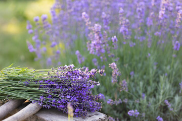 a pruning lavender