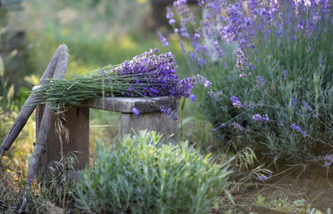 a pruning lavender - 726515474