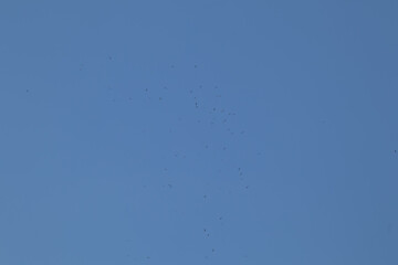 asian openbill bird flying on blue sky background