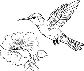 Hummingbird and hibiscus flower. Hand drawn vector illustration.