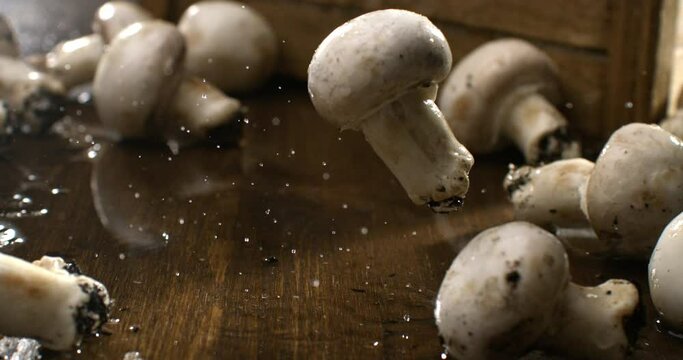 Super slow motion macro of fresh bio organic raw single mushroom champignon are falling on wooden rustic table in kitchen of restaurant at 1000 fps.