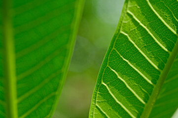 Texture of green leaf  of Plumeria rubra