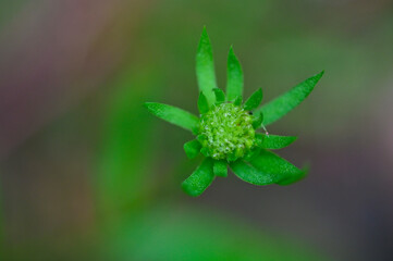 Close up of Indian firewheel flower after bloom.