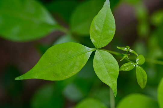Close up of Indian Bael leaf