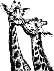 Giraffe head and neck. Vector illustration of a giraffe.