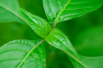 Close up of fresh green leaves of  Basil.