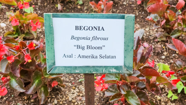 Begonia flower nameplate "Begonia fibrous"