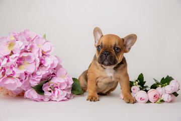 cute French bulldog puppy with spring flowers on a gray background studio shooting