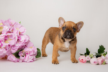 cute French bulldog puppy with spring flowers on a gray background studio shooting