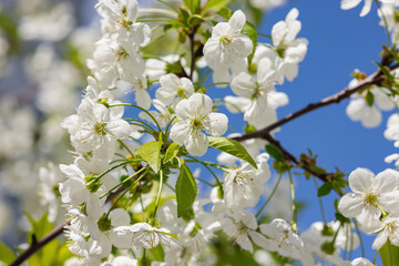 Blooming cherry tree in the city on the background of the cloudless blue sky. Spring seasonal