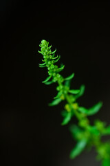 Flower frond of Indian spinach on dark background.