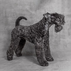 2 years old kerry blue terrier in correct standing pose