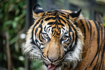 Tokyo, Japan, 31 October 2023 : Bengal tiger in zoo habitat.