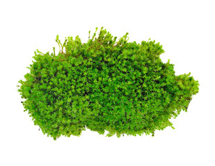 Green moss transparent png