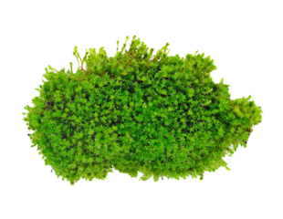 Green moss transparent png
