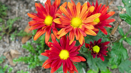 bright red orange petals with yellow center of chrysanthemum flower are blooming in the garden. Chrysanthemum is perennial flowering plant with many various color. - obrazy, fototapety, plakaty