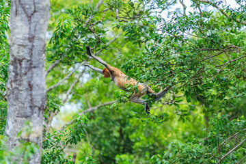 proboscis monkey or nasalis larvatus